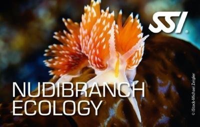 Nudibranch Ecology – Ekologia Ślimaków