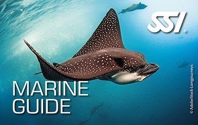 Marine Guide – Przewodnik Ekologii Morskiej